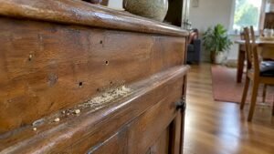 Borer Holes in Furniture? Check Fresh Frass Before Treating