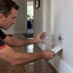 Technician safely containing a huntsman spider