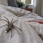 White-tail spider on rumpled bedroom bedding