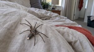 White Tail Spider Bite: Symptoms, First Aid and What to Do