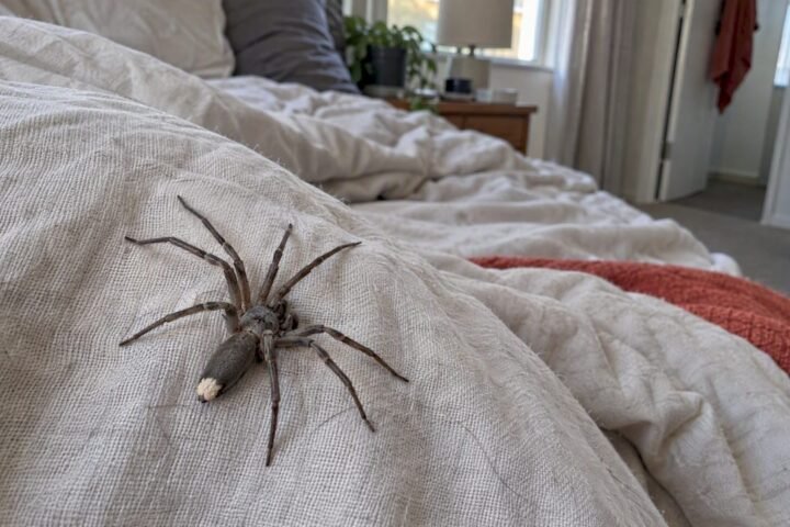 White-tail spider on rumpled bedroom bedding