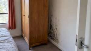 Mould Health Risks: Symptoms, Who’s Vulnerable and What to Do