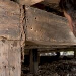 Contrasting borer holes and termite mud tube