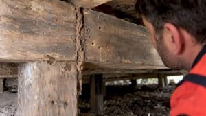Borer vs Termite: How to Tell the Damage Apart