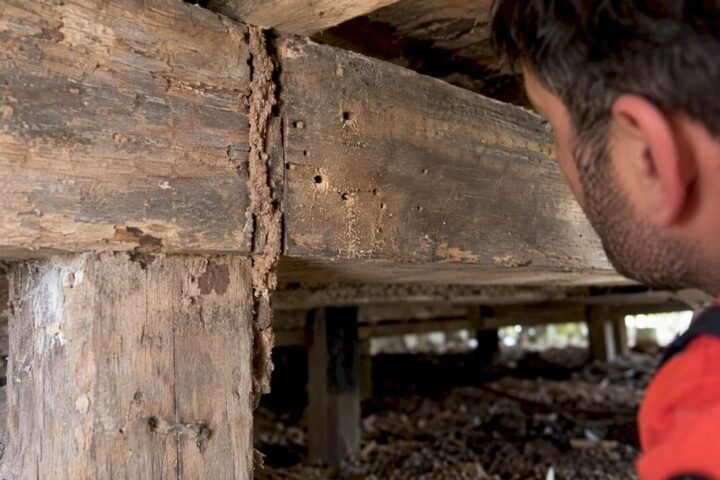 Contrasting borer holes and termite mud tube