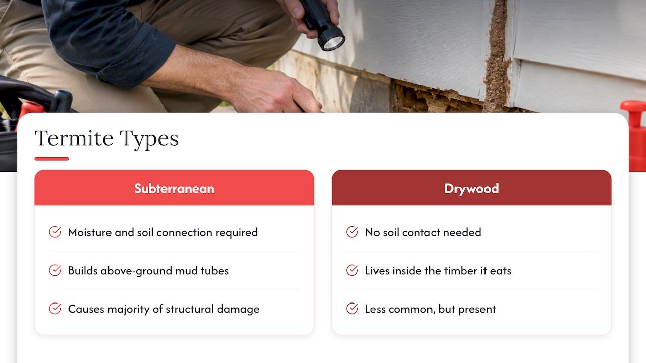 Why termites are the bigger worry — overview diagram