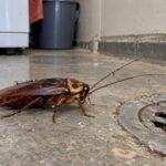 Adult American cockroach beside a floor drain