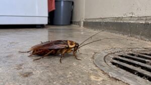 American Cockroaches in Australia: Identify, Treat, Prevent