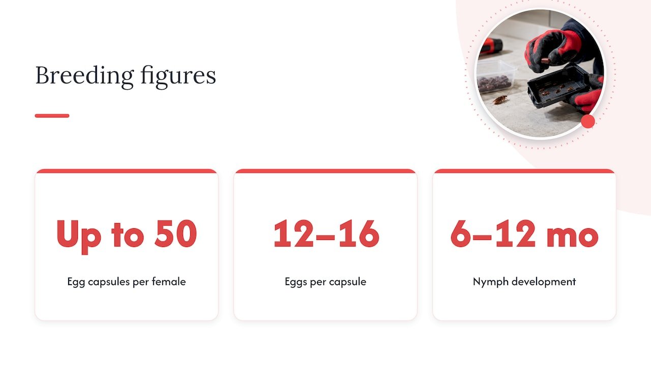 Cockroach capsule and nymph development figures