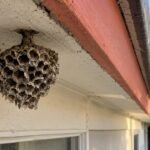 Weathered paper wasp nest beneath a house eave