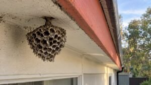Will Wasps Reuse a Nest? What Canberra Homeowners Should Know