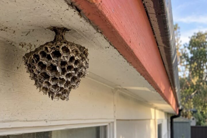 Weathered paper wasp nest beneath a house eave