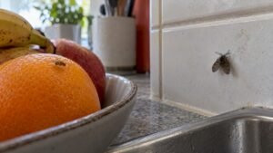 Fruit Fly vs Drain Fly: How to Tell Them Apart