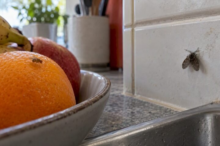 Fruit fly and drain fly on kitchen surfaces