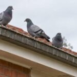 Feral pigeons roost along a Canberra roofline