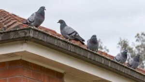 Pigeon Control Laws in Australia: What You Can and Can’t Do