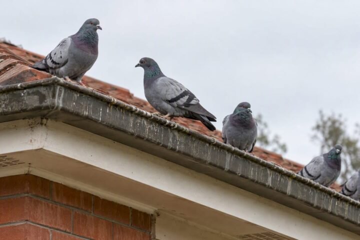 Feral pigeons roost along a Canberra roofline