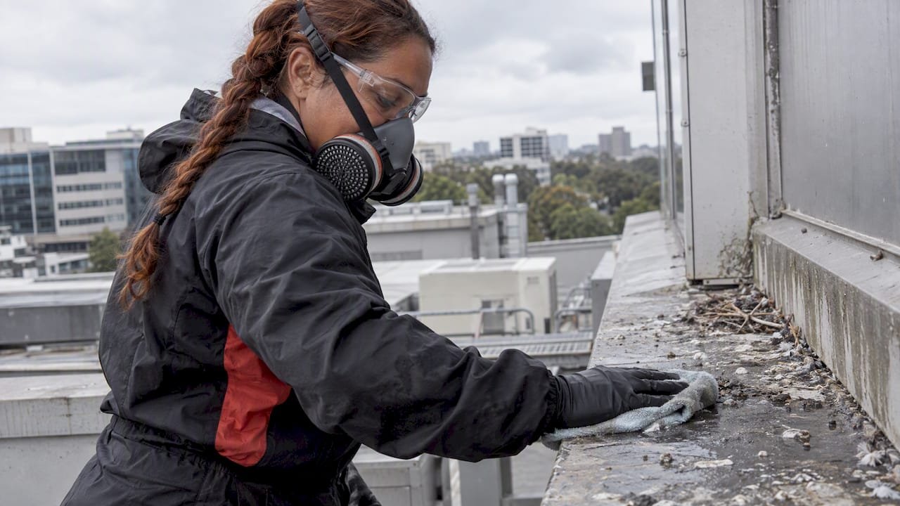 Technician in PPE damp-cleans pigeon droppings