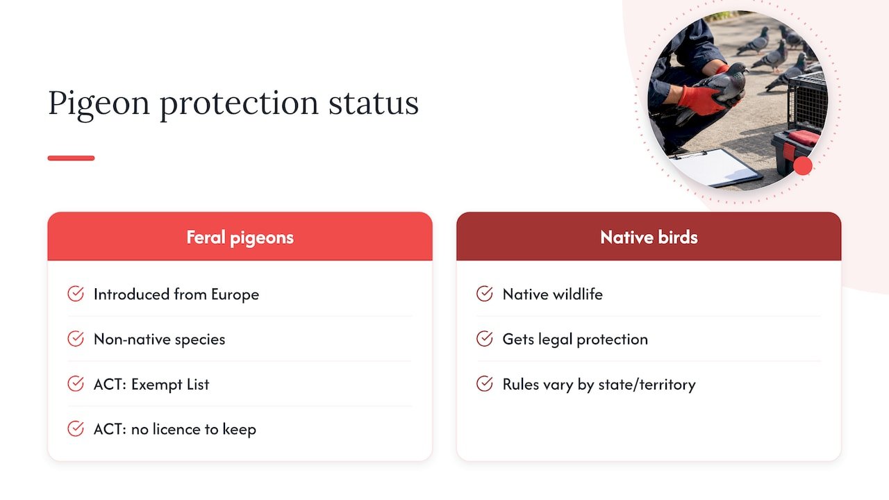 Are pigeons protected in Australia? — overview diagram