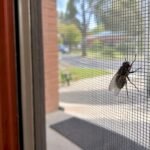 House fly resting on a home screen door