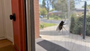 Fly Control in Homes: How to Get Rid of Flies and Keep Them Out
