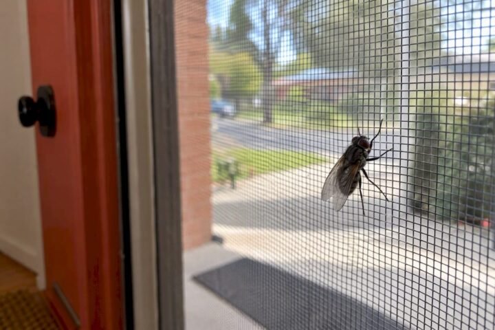 House fly resting on a home screen door