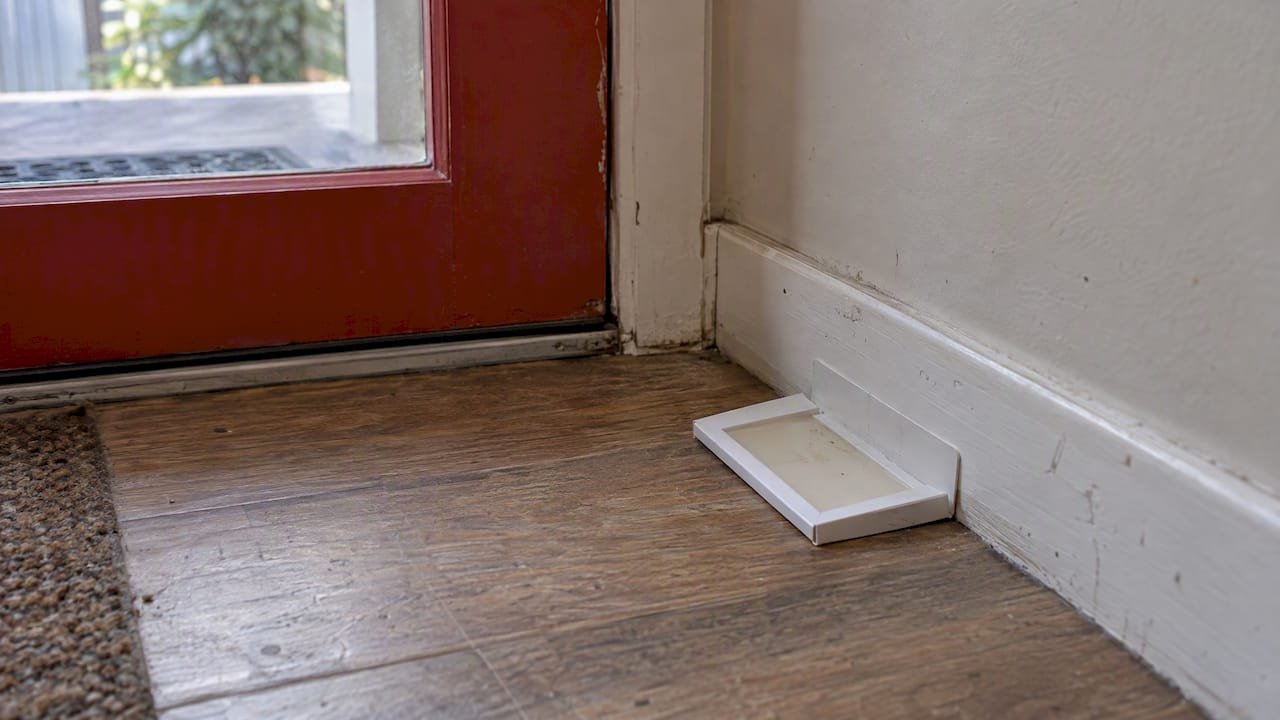 Sticky monitoring trap beside a back door