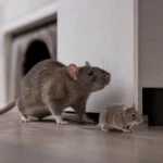 Professional header image for comparison analysis: Rats or Mice in Canberra? How to Tell Before Booking